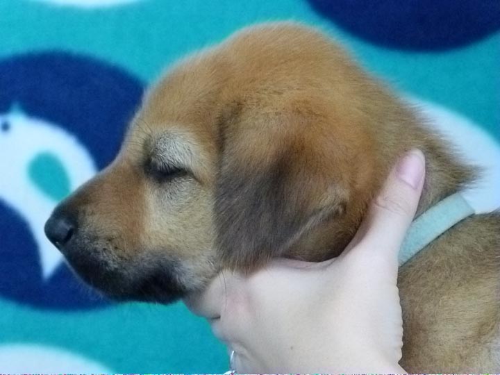 chinook puppy